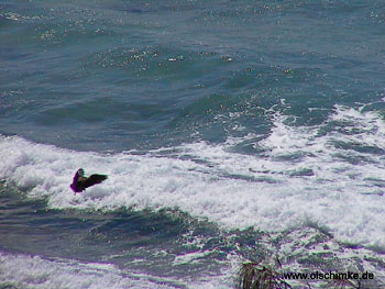 Brahaminenmilan beim Fischen