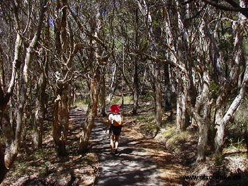 Noosa Nationalpark 2