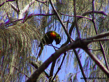 Rainbow Lorikeet