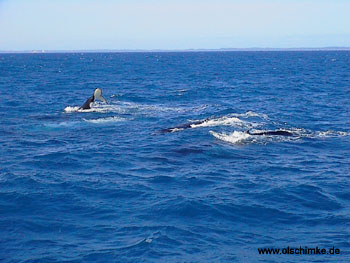 Buckelwale 1