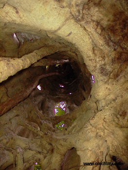 Fig Baum von innen