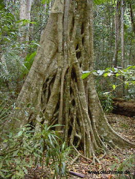 Fig Baum