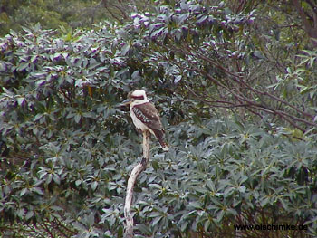 Kookaburra