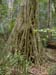 Fig Baum