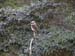 Kookaburra