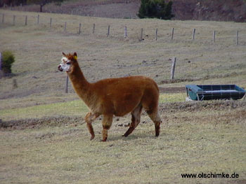 Alpaka