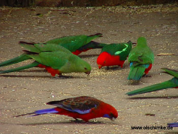Australian King Parrots