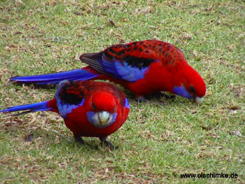 Crimson Rosella 2