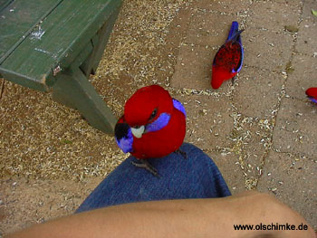 Crimson Rosella