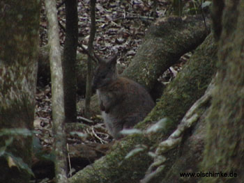 Wallaby