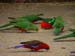 Australian King Parrots
