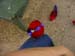 Crimson Rosella