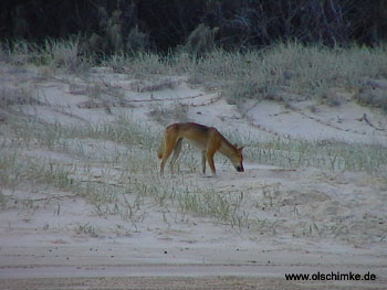 Dingo2